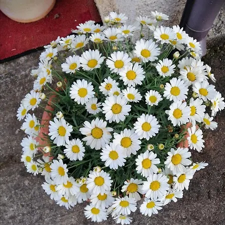 Apartman Aurora Capo Vaticano