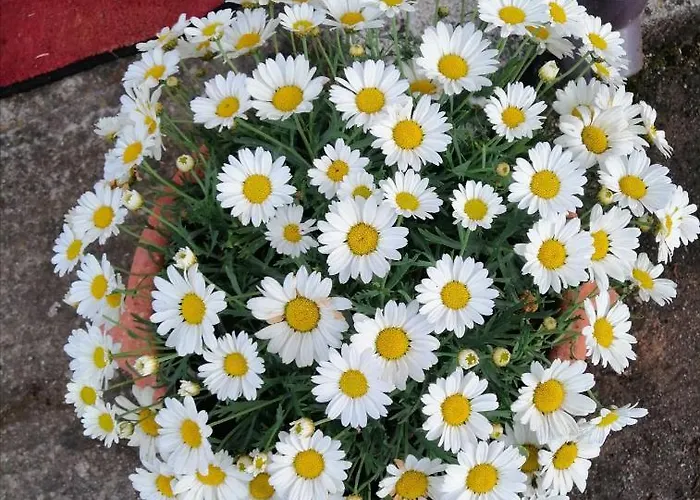 公寓 Aurora 梵蒂冈角