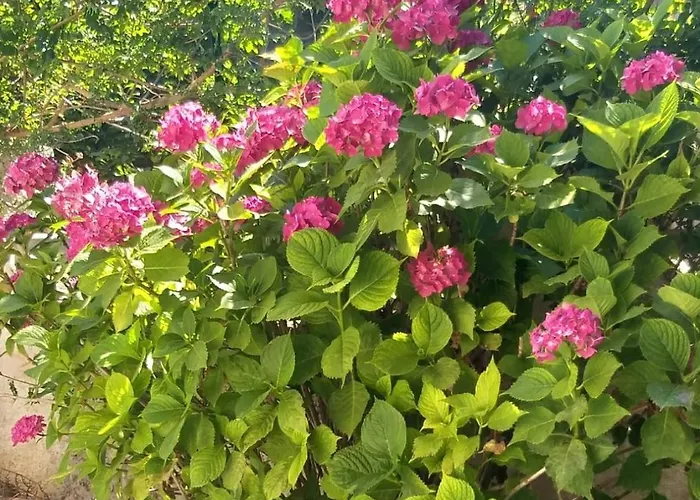 公寓 Aurora 梵蒂冈角