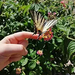 Aurora * Капо-Ватикано