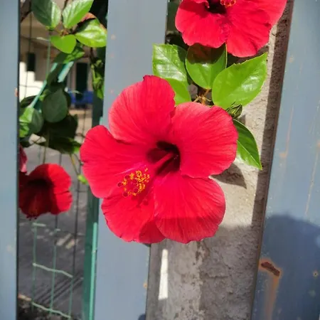 Aurora * Capo Vaticano