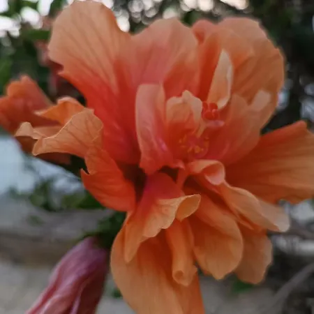 Aurora * Capo Vaticano