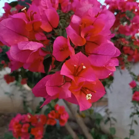 Aurora Appartement *