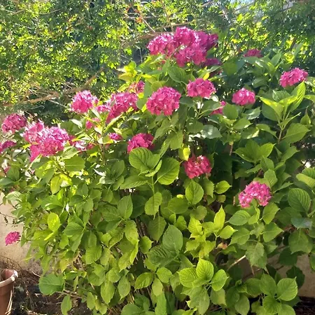 Appartement Aurora Capo Vaticano