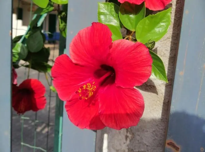 Aurora * קאפו ואטיצ'אנו