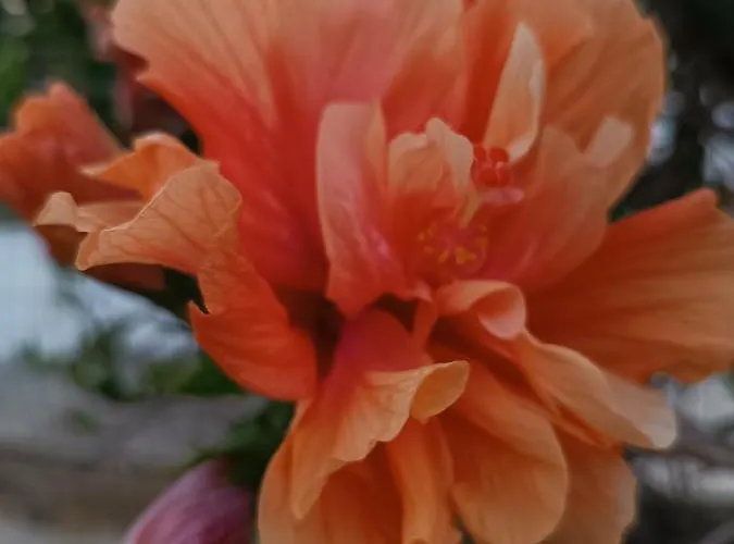 Aurora * كابو فاتيكانو