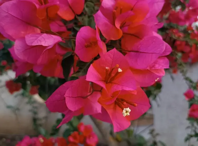 Aurora Appartamento *