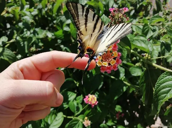 Aurora * كابو فاتيكانو